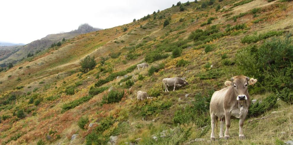 Investigadores del CITA participan en el 70 Congreso Anual de la Federación Europea de Ciencia Animal en Gante