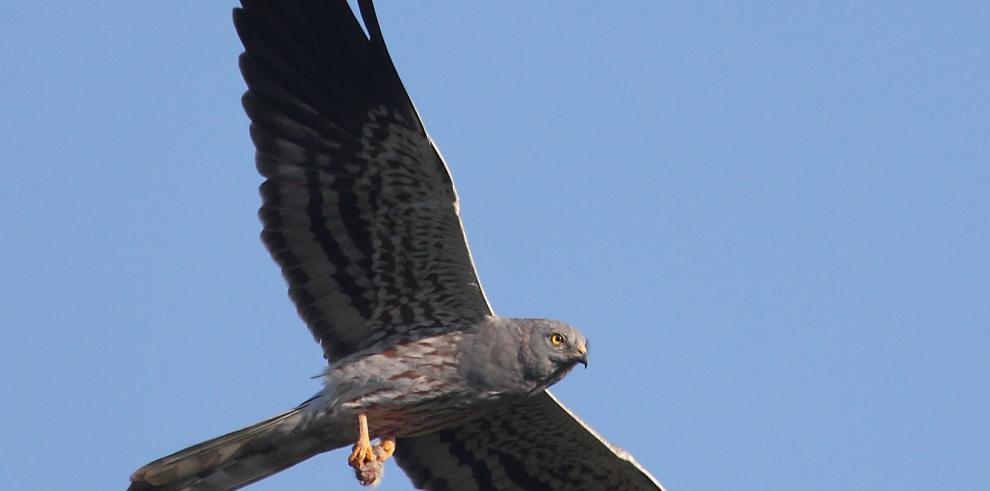 El Aguilucho cenizo vuela de nuevo por los cielos del Somontano