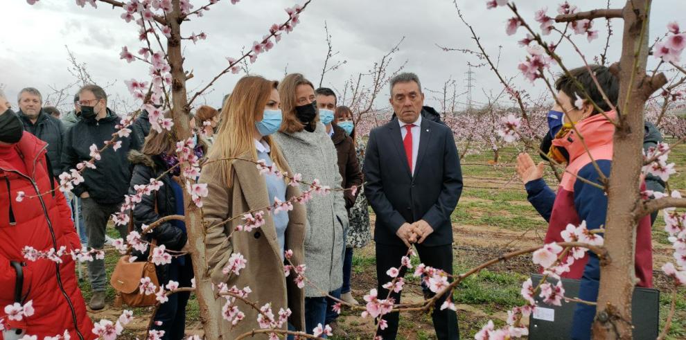 El CITA continúa trabajando en la mejora genética del Melocotón de Calanda para dar con nuevas variedades de mayor calidad y rendimiento