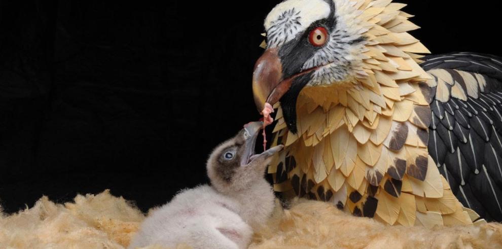 Medio Natural y la Fundación para la Conservación del Quebrantahuesos buscarán la nueva colonización de la especie en el Maestrazgo