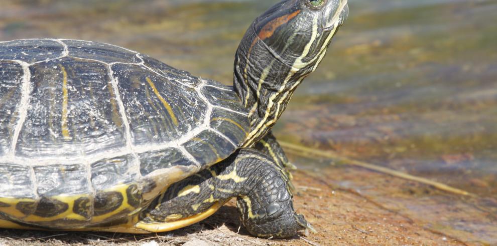 El Consejo de Protección de la Naturaleza celebra una jornada sobre especies exóticas invasoras