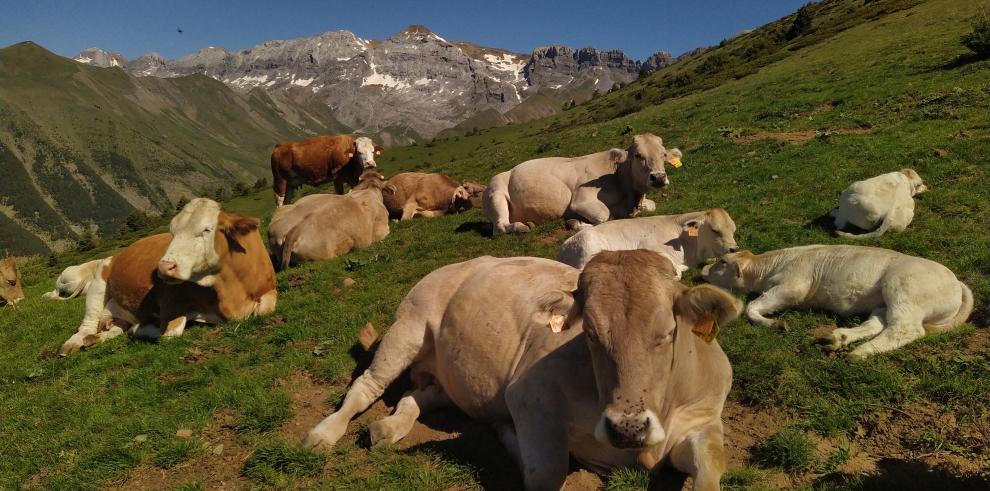 La ganadería y la agricultura de montaña pueden ayudar a mantener el paisaje y preservar la biodiversidad