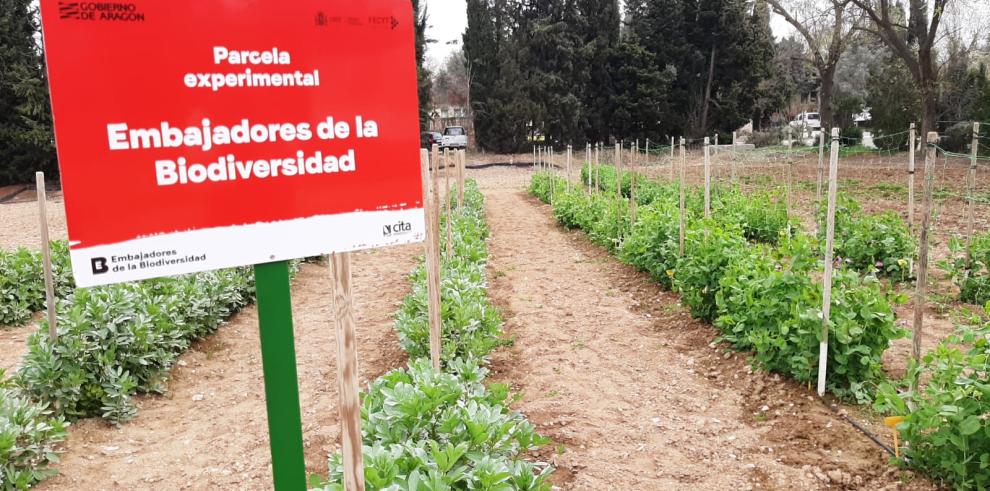 La jornada incluye una visita a las parcelas de ensayo del programa.