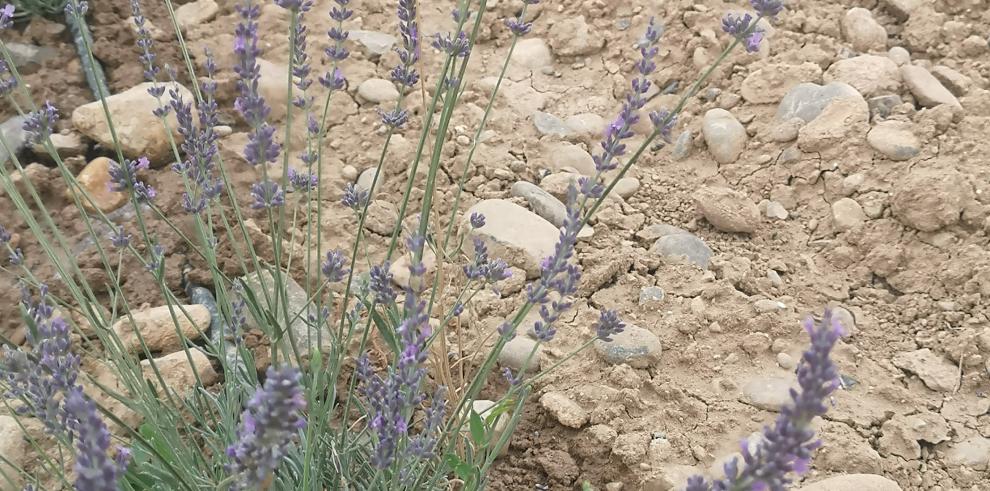 El proyecto persigue impulsar la bioeconomía circular a través del desarrollo de nuevas cadenas de valor en torno a una gestión forestal sostenible y al cultivo de especies aromáticas autóctonas.