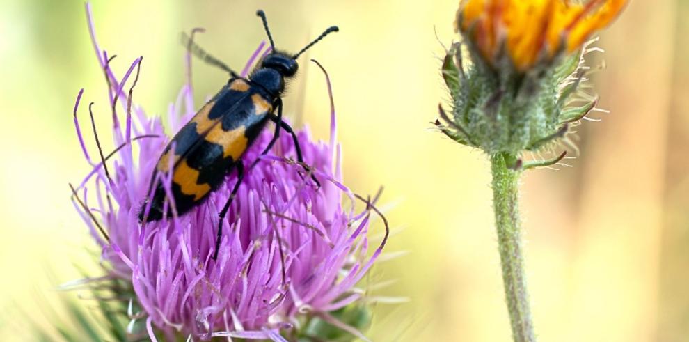 El CITA participará en el Congreso de Entomatología aplicada.