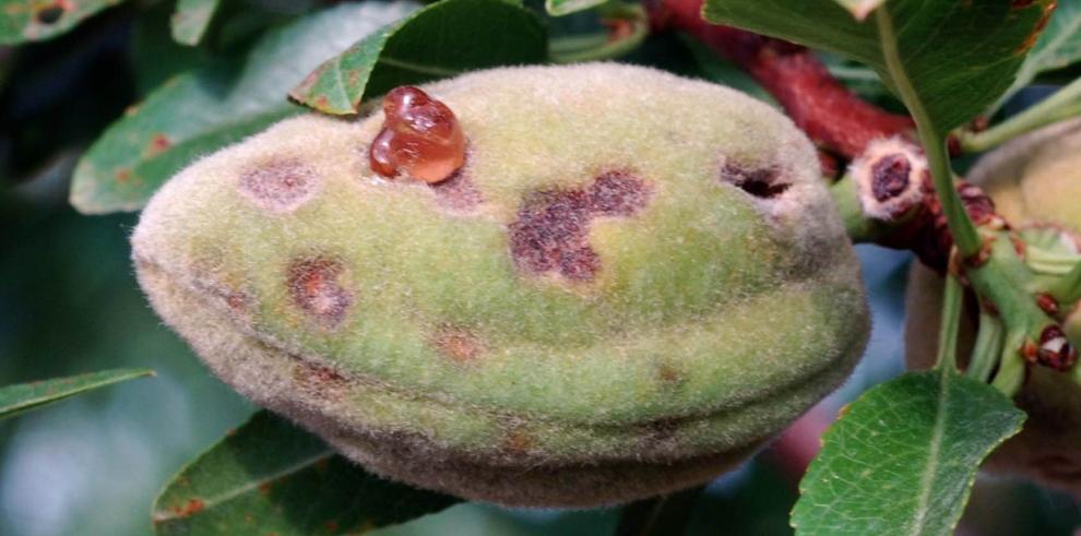 Daños en almendras.