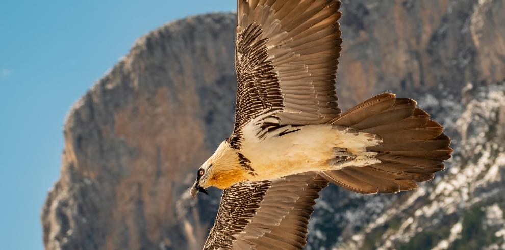 Ejemplar adulto de quebrantahuesos en vuelo.