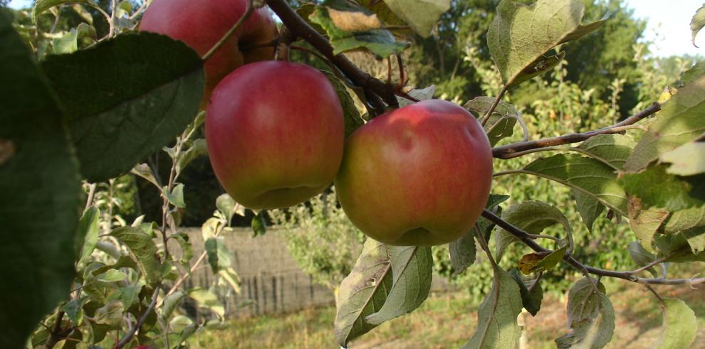 Variedad de manzano.