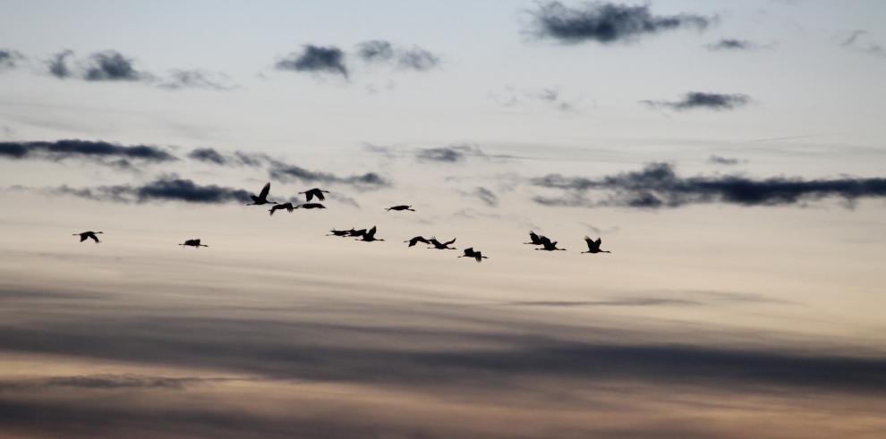 El Centro de Interpretación de la Reserva, ubicado en la carretera entre Bello y Tornos, lleva a cabo visitas guiadas gratuitas para conocer a estas aves migratorias.