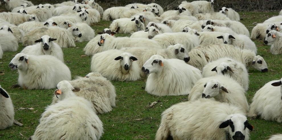 El proyecto investiga sobre el papel que puedan desempeñar los diferentes sistemas de producción ganadera de Aragón en la aparición de la resistencia antimicrobiana en patógenos que afectan a la salud humana,