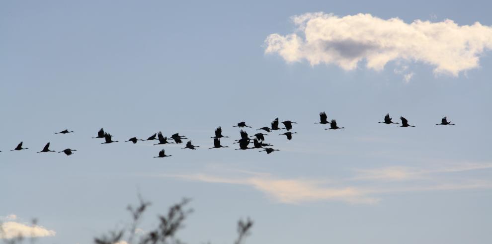 Grullas en Gallocanta.