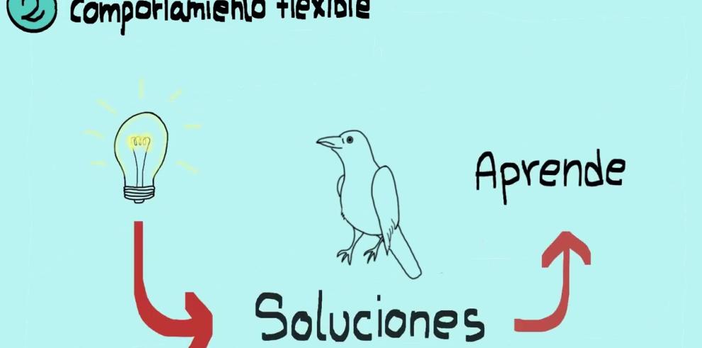 Aves migratorias. Cerebro