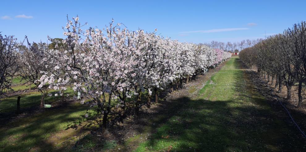 Campo de ensayo de almendros del CITA.