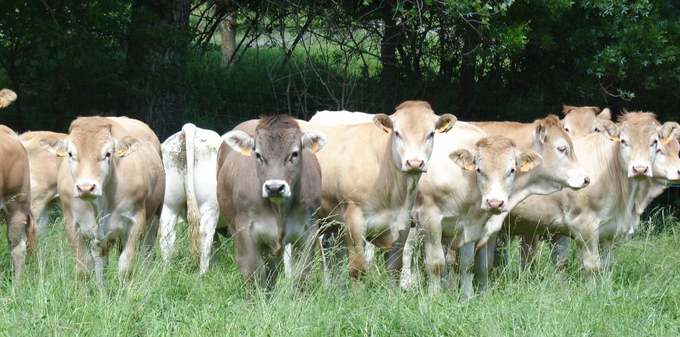 Estas jornadas son la cita más relevante de la investigación en producción animal en España.