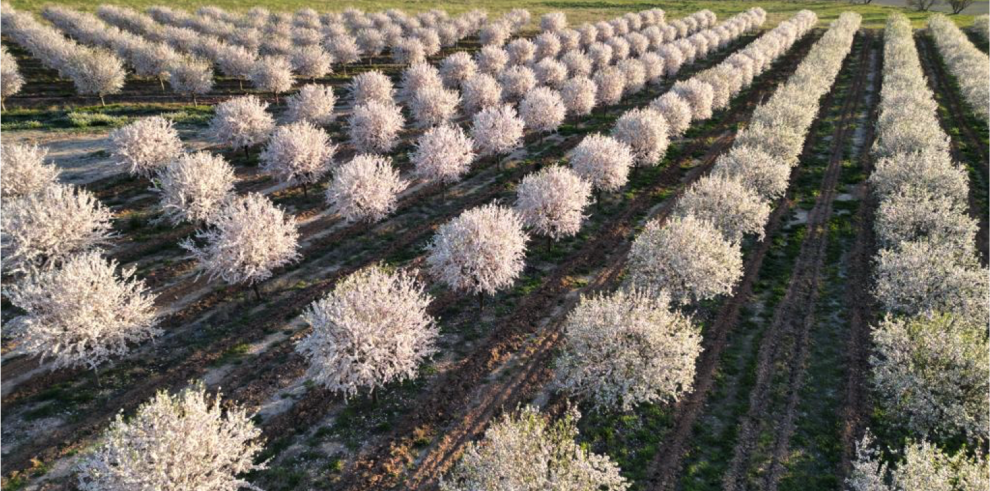 Campo de almendros en flor.