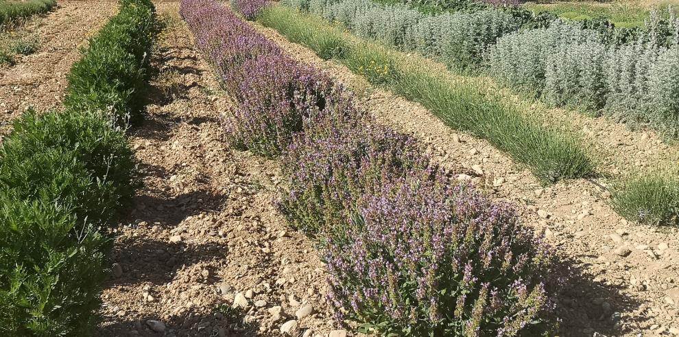 Parcela de ensayo de plantas aromáticas y medicinales del CITA.