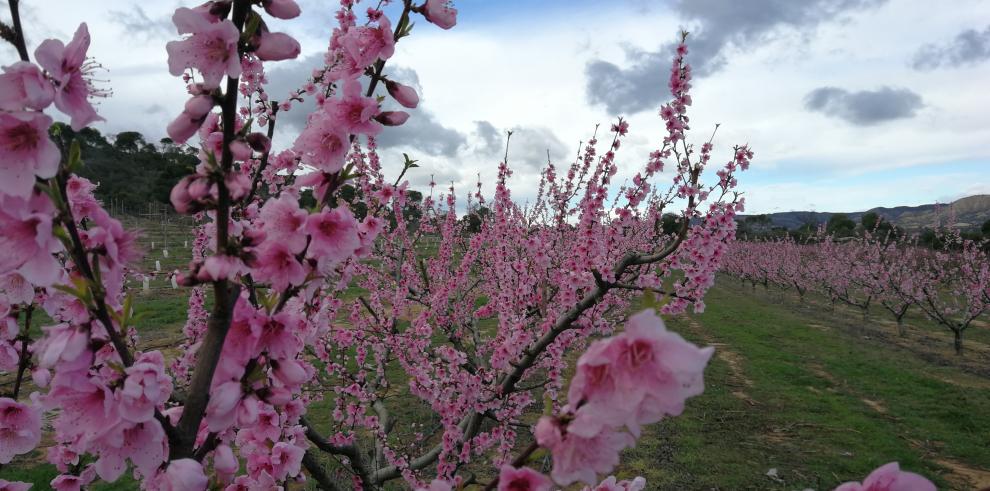 En la imagen, melocotoneros en flor.