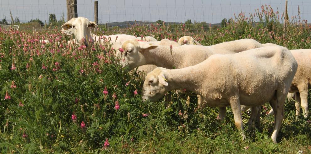 Los proyectos en los que participa el CITA versan sobre borraja, plantas aromáticas y ganado ovino, entre otras cuestiones.