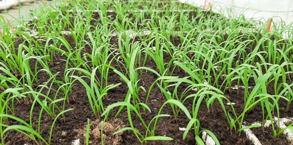 Las verduras aragonesas de hoja son beneficiosas para la salud