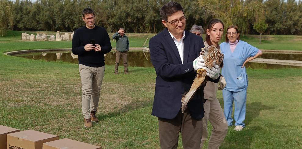 El director general de Medio Natural, Alfonso Calvo, ha soltado la primera de las crías de milano.