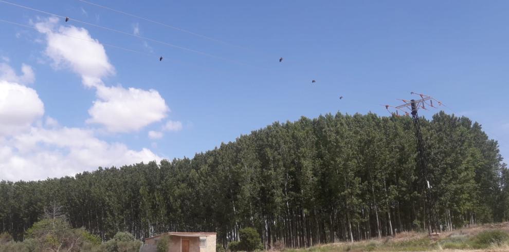 Se ha realizado la revisión de los tendidos eléctricos en la comarca de Tarazona y el Moncayo.