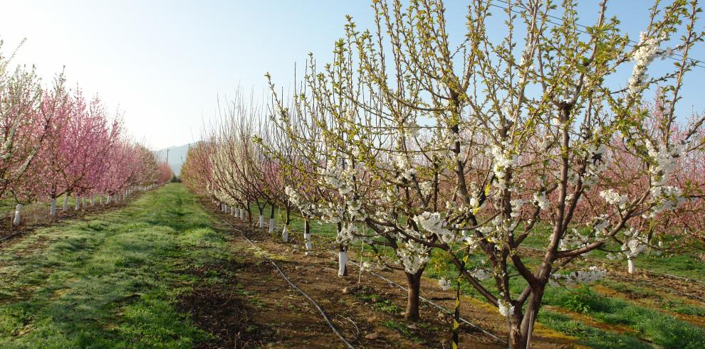 El CITA, IHSM y CITYTEX trabajan en un proyecto de adaptación de variedades frutales al aumento de temperaturas durante el invierno