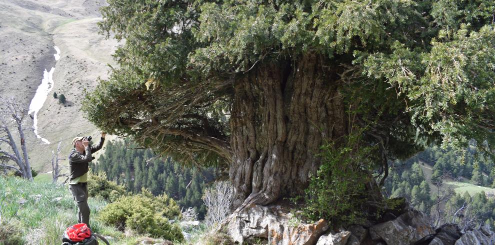 El Tejo de la Espata de Villanúa, declarado árbol singular.