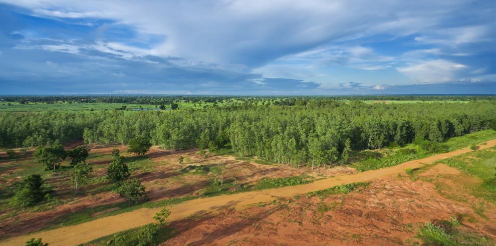 Imagen de una zona reforestada.