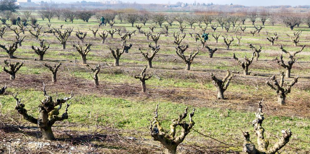 Se ha emitido una nota informativa con la situación de las medidas de flexibilización de la PAC en Aragón