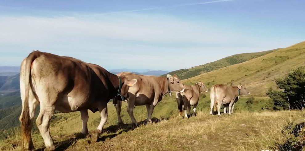 La Finca Experimental La Garcipollera del CITA será explotación centinela de la evolución de la Enfermedad Hemorrágica Epizoótica