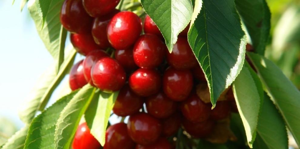 Las Jornadas de Fruticultura están organizadas por la Sociedad Española de Ciencias Hortícolas y se celebran en Tenerife