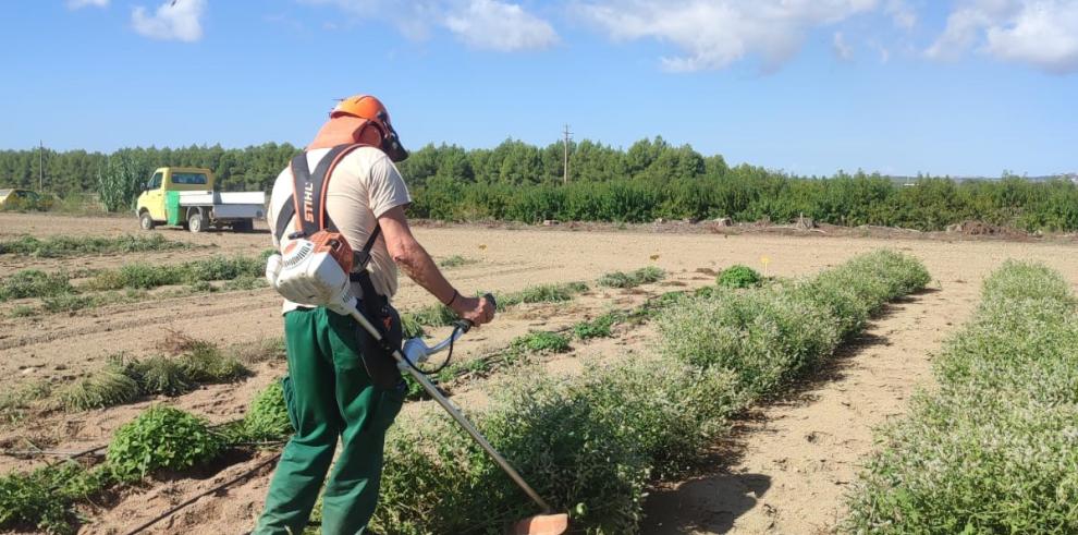 El CITA comienza los ensayos para extraer los aceites esenciales de plantas aromáticas en el marco del proyecto CARUSO