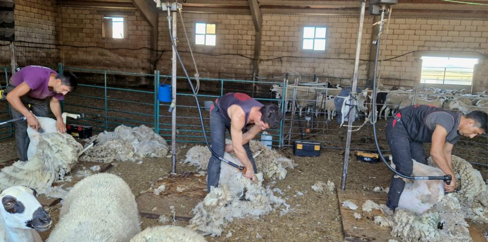 El departamento de Agricultura, Ganadería y Alimentación, recogerá gratuitamente la lana de los ganaderos de ovino