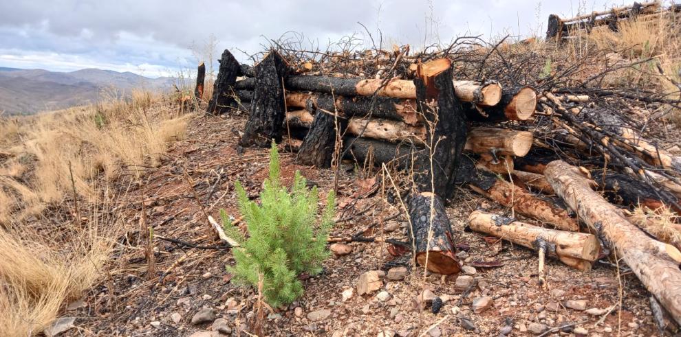 Pino de regeneración natural en la zona del incendio de Ateca de 2022 delante de una fajina.