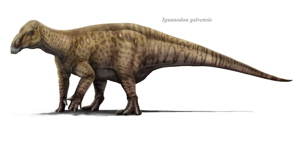 Ilustración de 'Iguanodon galvensis'.