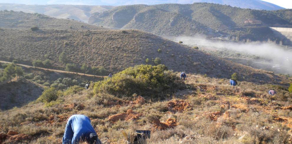 Trabajos de plantación manual enmarcados en el PREA.