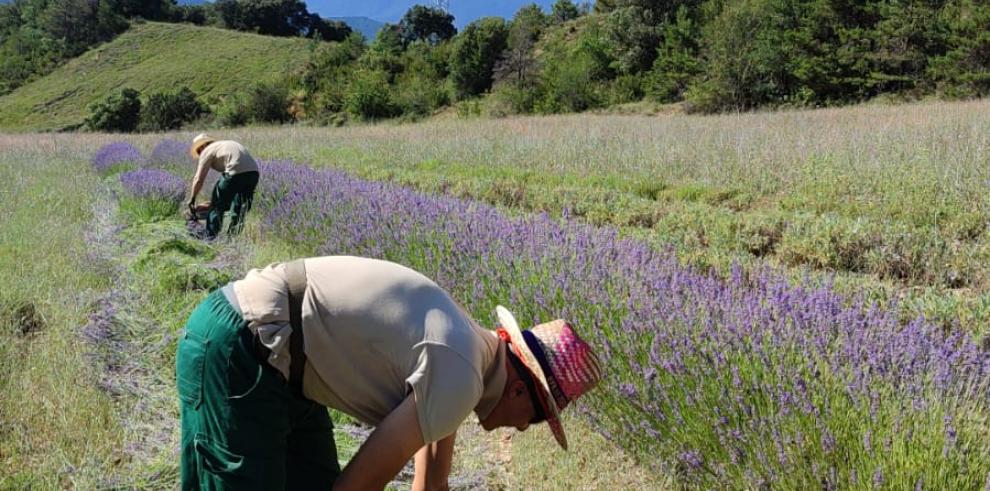 Imagen de un campo de cultivo de plantas aromáticas