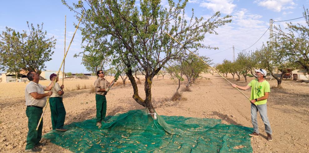 Imagen de agricultores recogiendo almendra