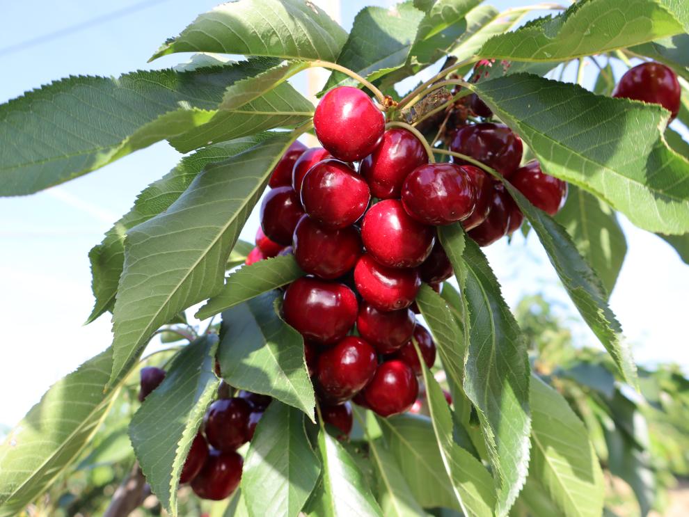 cerezas