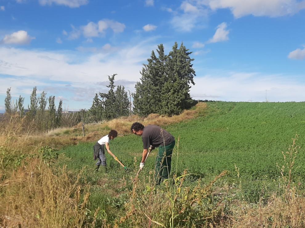 proyecto polinización del CITA