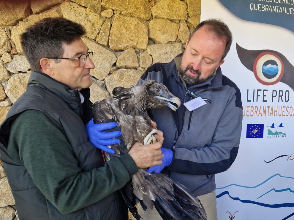 Entrega de los ejemplares para ser reintroducidos en la sierra de Gredos.