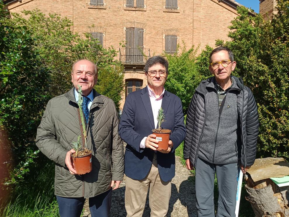 Longás, Calvo y Gómez, con la planta reintroducida.