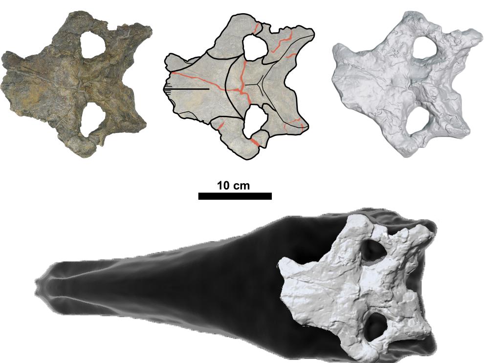 Conjunto de imágenes del cráneo más completo de estegosaurio hallado en Europa, perteneciente a Dacentrurus armatus y procedente de Riodeva (Teruel, España).