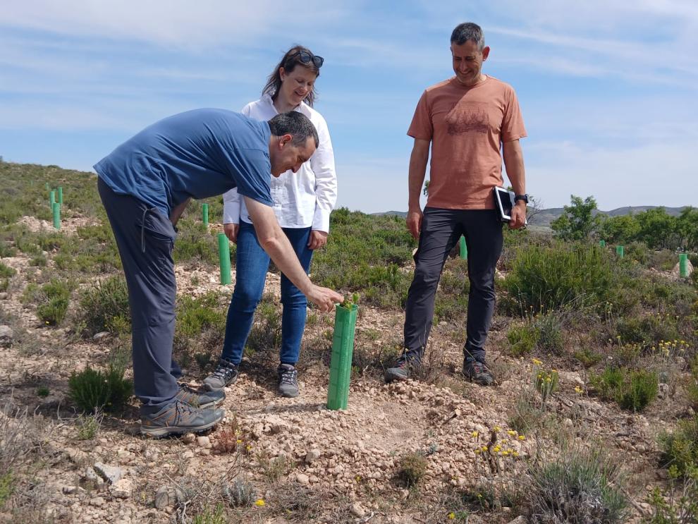 Visita a los montes de Alcorisa donde ya se han plantado 10 hectáreas en el marco del PREA