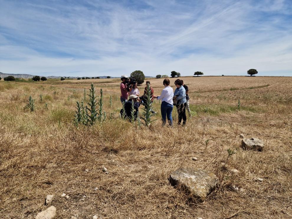 Especialistas del Gobierno de Aragón continúan trabajando contra la plaga de langosta detectada en Farlete (Zaragoza)