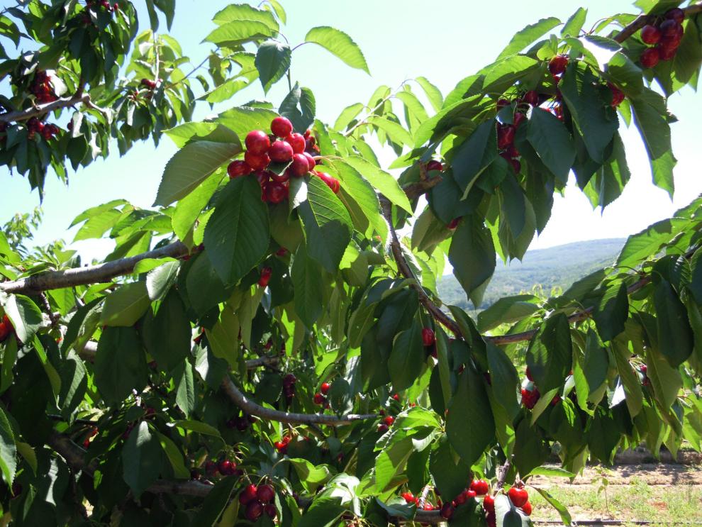 Imagen del artículo Investigadores del departamento de Ciencia Vegetal del CITA participan en el XI Simposio Internacional de Cerezo que se celebra en Estados Unidos