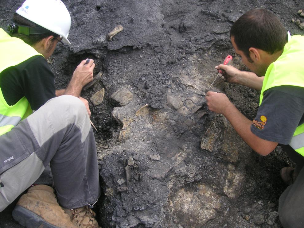 Los restos de la tortuga fueron hallados y excavados en la Mina Santa María de Ariño, en el municipio turolense de Ariño (España).