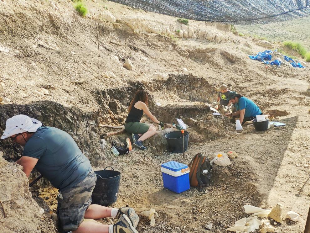 Image 1 of article La campaña de excavación en el yacimiento Las Casiones saca a la luz las defensas de un gran mastodonte