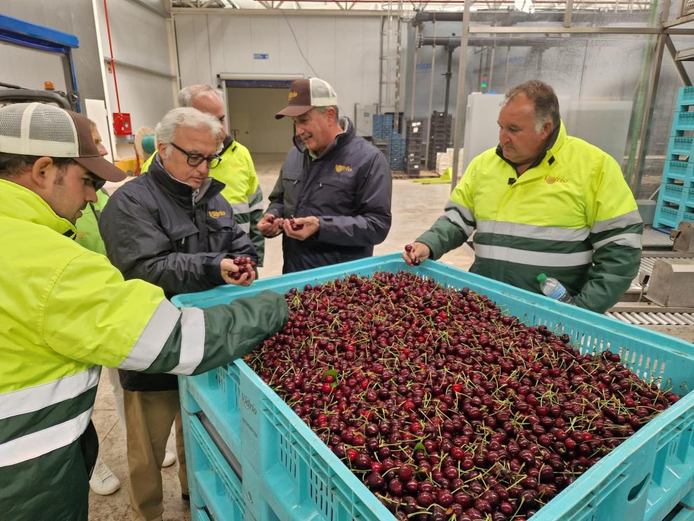 Imagen del artículo El consejero Javier Rincón destaca el valor estratégico del sector de la cereza en Aragón en su visita a las instalaciones de SAT Vidrio, en Ricla (Zaragoza)