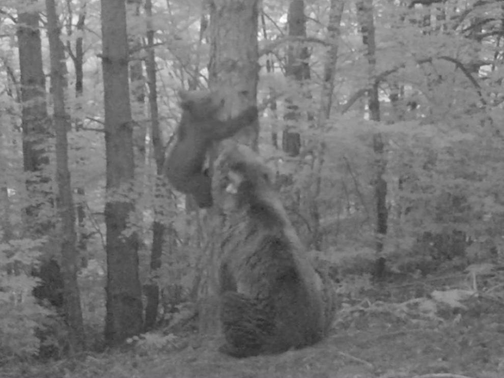 Imagen extraída de un vídeo de las cámaras de fototrampeo en las que se ve a Claverina y a su osezno.